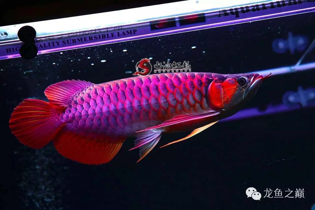 什么品种的红龙鱼最值得养,怎么才能养出好红龙