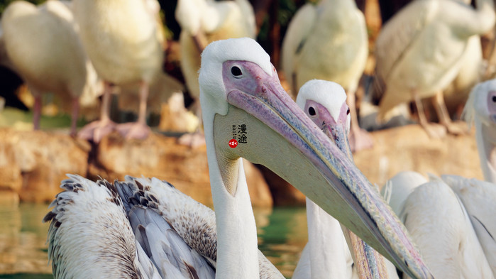 新年广州珠海长隆游记,广州珠海长隆澳门自由行攻略