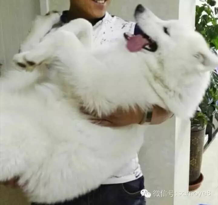 关于萨摩耶可爱的照片,萨摩耶有胎毛吗