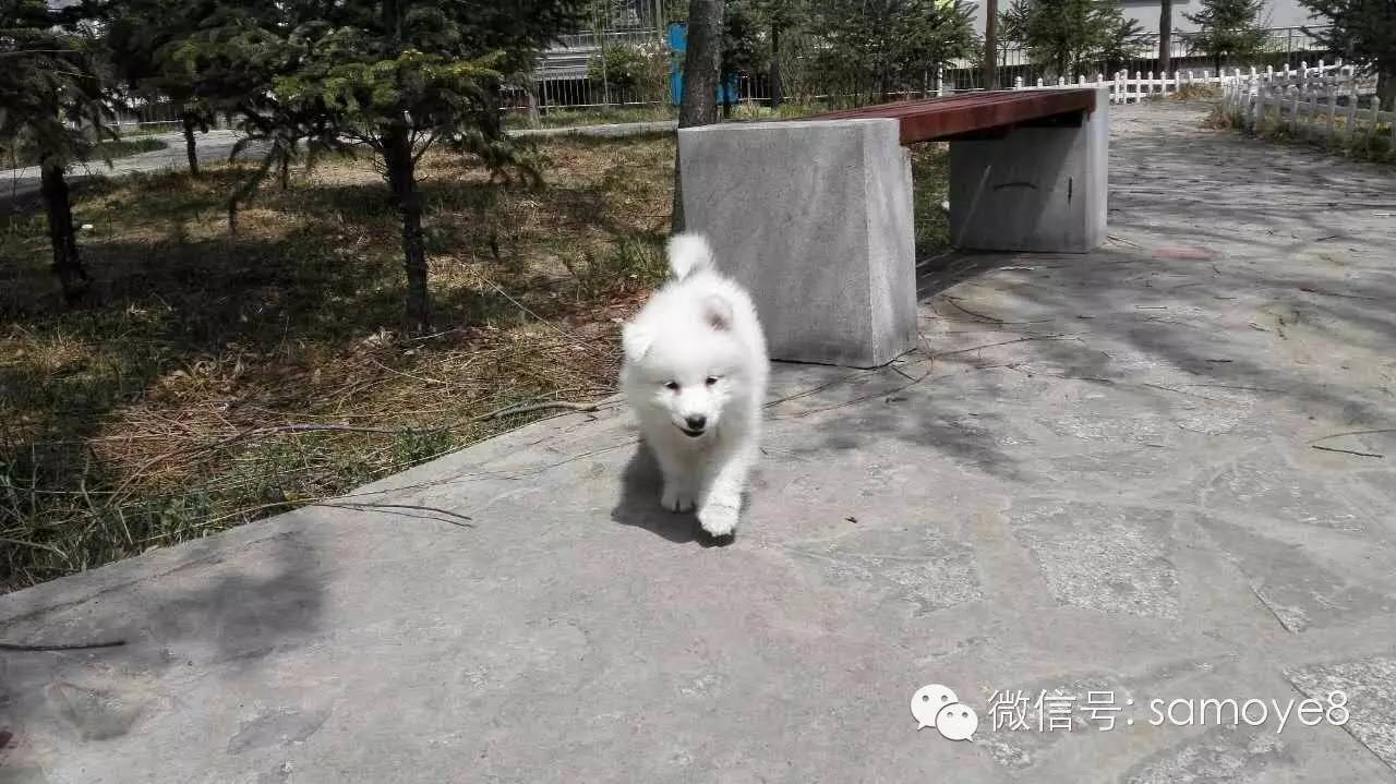 关于萨摩耶可爱的照片,萨摩耶有胎毛吗