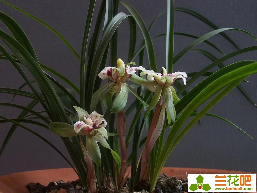 四喜蝶图片春兰,春兰叶蝶图片及价格