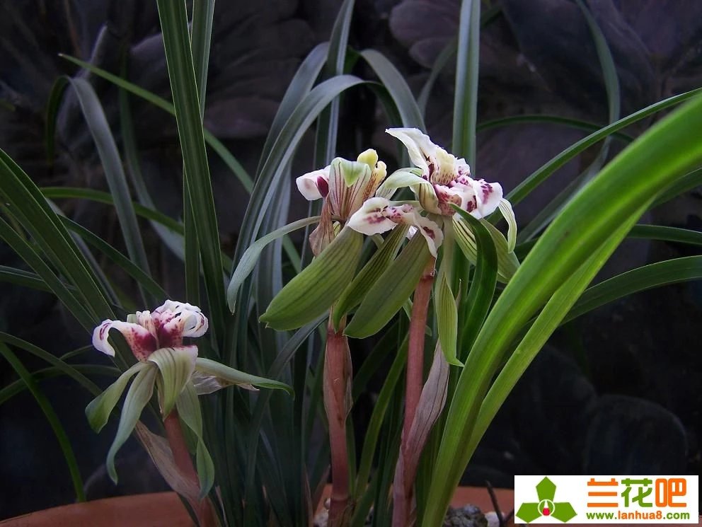 四喜蝶图片春兰,春兰叶蝶图片及价格