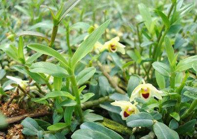 野生石斛成为植物界的大熊猫,科学家对大熊猫的发现