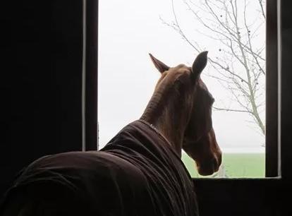 马流感是什么病毒,流感猖獗