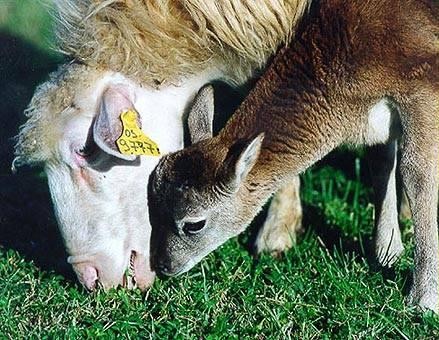克隆猴成功的视频,两只克隆猴在中国诞生