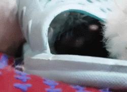 贵宾抱抱熊,抱抱熊特大深红色