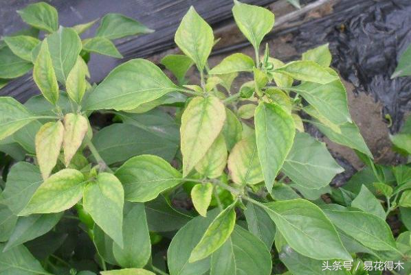 花卉黄叶怎么处理最简单的方法,让花卉快速生长不黄叶的小方法