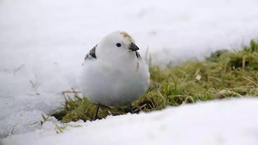 必看bbc10部地理纪录片,bbc十部顶级纪录片
