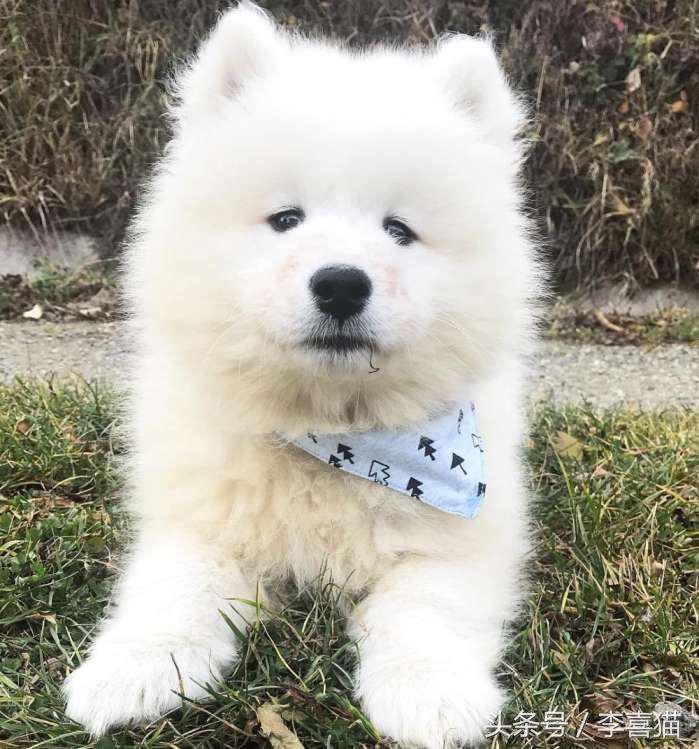 微笑天使萨摩耶，汪星人知名组合雪橇三傻中的一股清流！