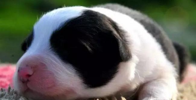 网上800块钱买了一只狗,在网上买了一只死了的狗