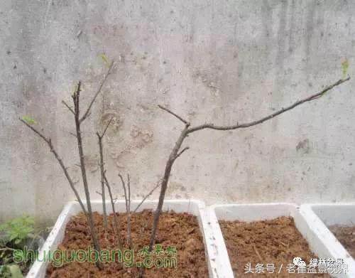 乌饭树做盆景教程,大叶乌饭树和小叶乌饭树都开花吗