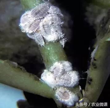 橘树生虫用什么药防治,八种害虫