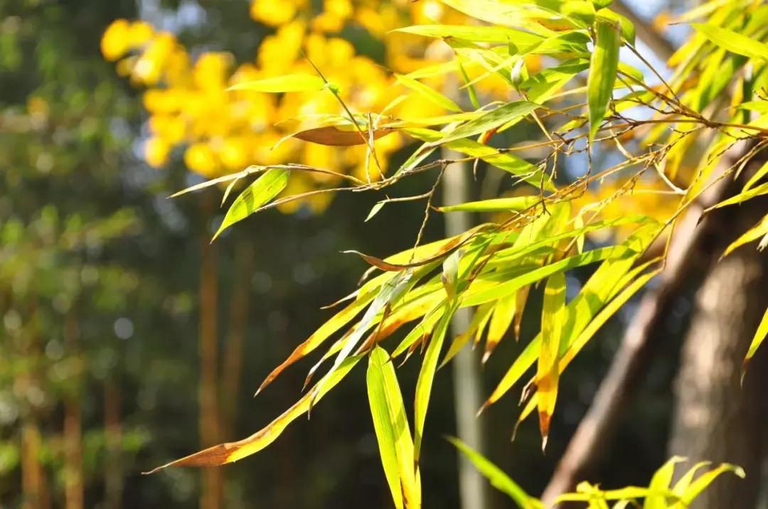 探一探海底世界，访一访竹林人家