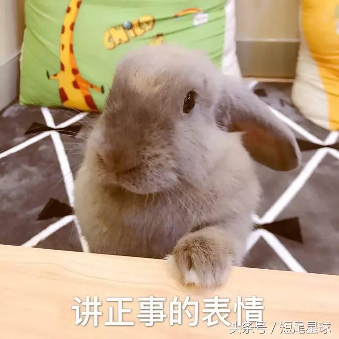 怎么给兔子洗澡啊,怎么给兔子洗澡才干净