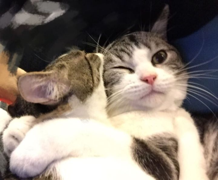 成都哪些值得推荐的民宿 (成都最值得去的民宿)