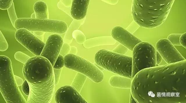 蓝骑士好鼻子益生菌治疗鼻窦炎吗,儿童鼻窦炎可以吃益生菌调理吗