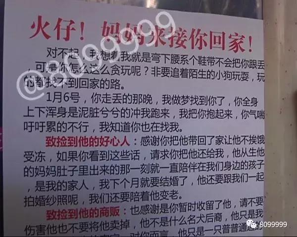 捡到狗不承认不归还犯法吗,捡到名贵犬只抱回家违法吗