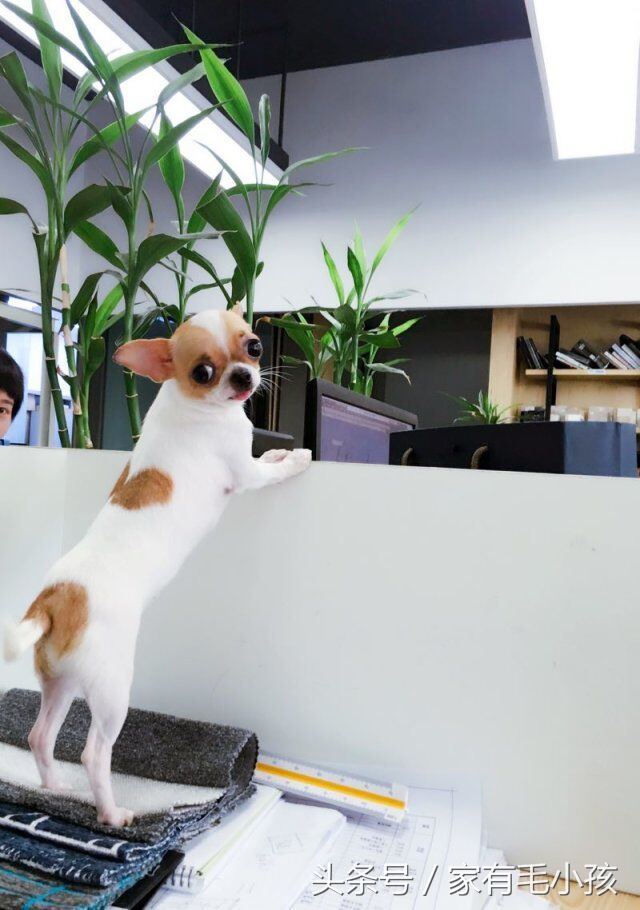 吉娃娃的舌头怎样才能收回去,吉娃娃舌头一直在外面