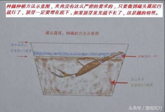小型碗莲从种植到开花,碗莲养护基地在哪里