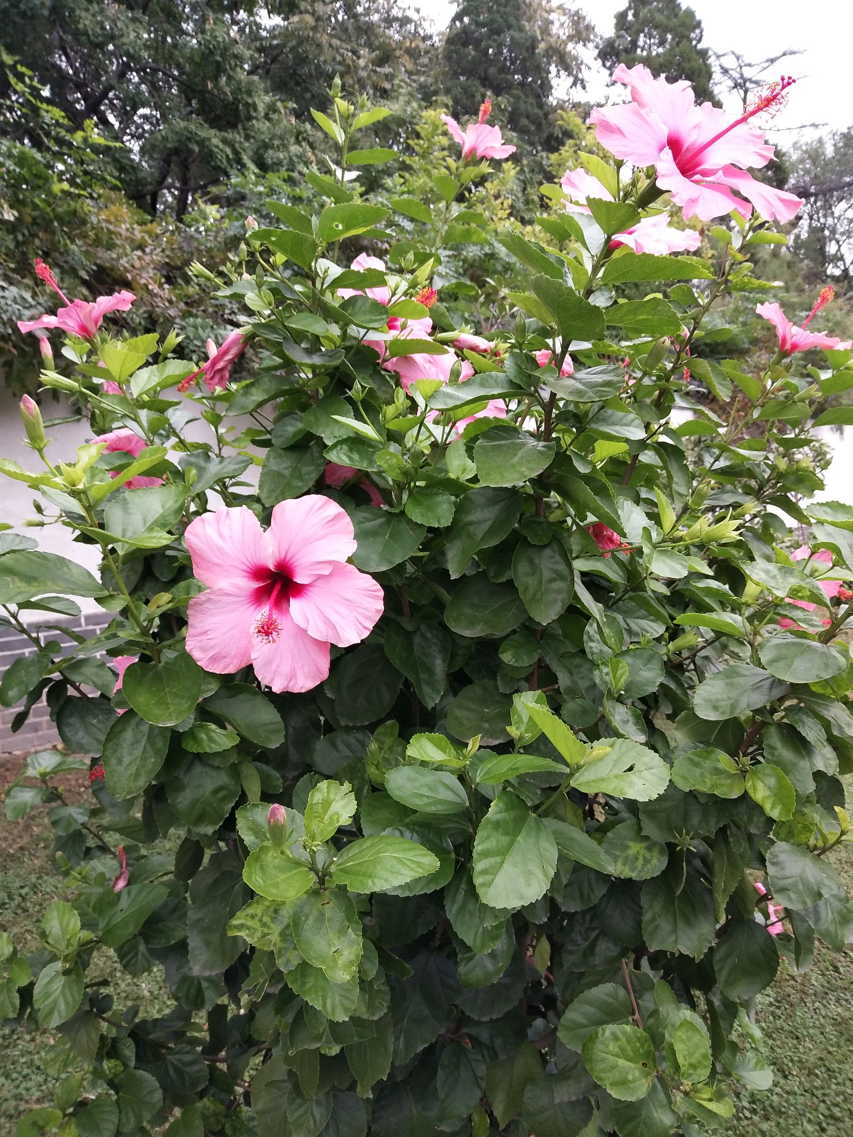 曲阜孔庙旅游攻略图片欣赏,曲阜孔庙景点简介图片高清