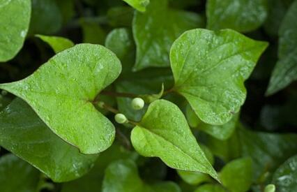 鱼腥草适合什么地方种,鱼腥草生长在哪些地方