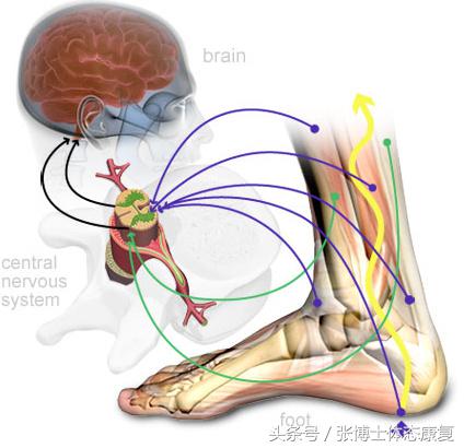 崴脚怎么避免习惯性扭伤,踝关节扭伤一直崴脚怎么办