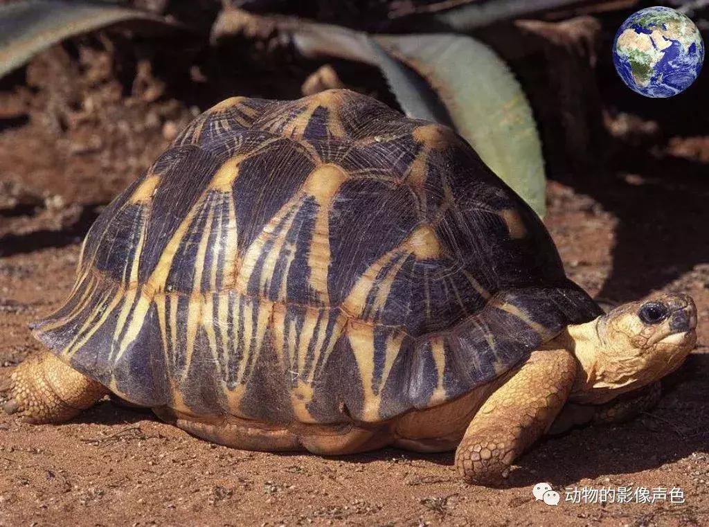 辐射陆龟的图片,辐射陆龟品相