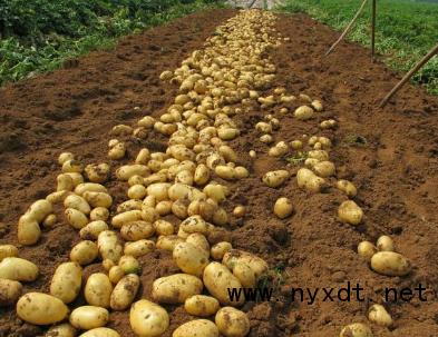 鍐滀笟閮ㄩ┈閾冭柉鑹绻佽偛,鍐滀笟閮ㄩ┈閾冭柉鏌ヨ缃戠珯