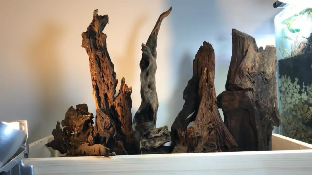 草缸造景维护教程,苔藓造景雨林缸新手