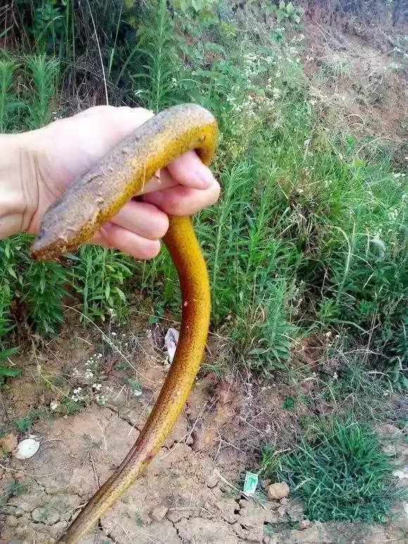 农村河里的这些小野味，你吃过吗？个个是绝品，超好吃！