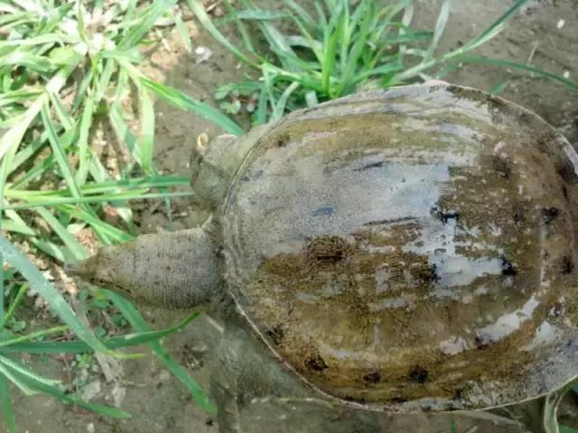 农村河里的这些小野味，你吃过吗？个个是绝品，超好吃！