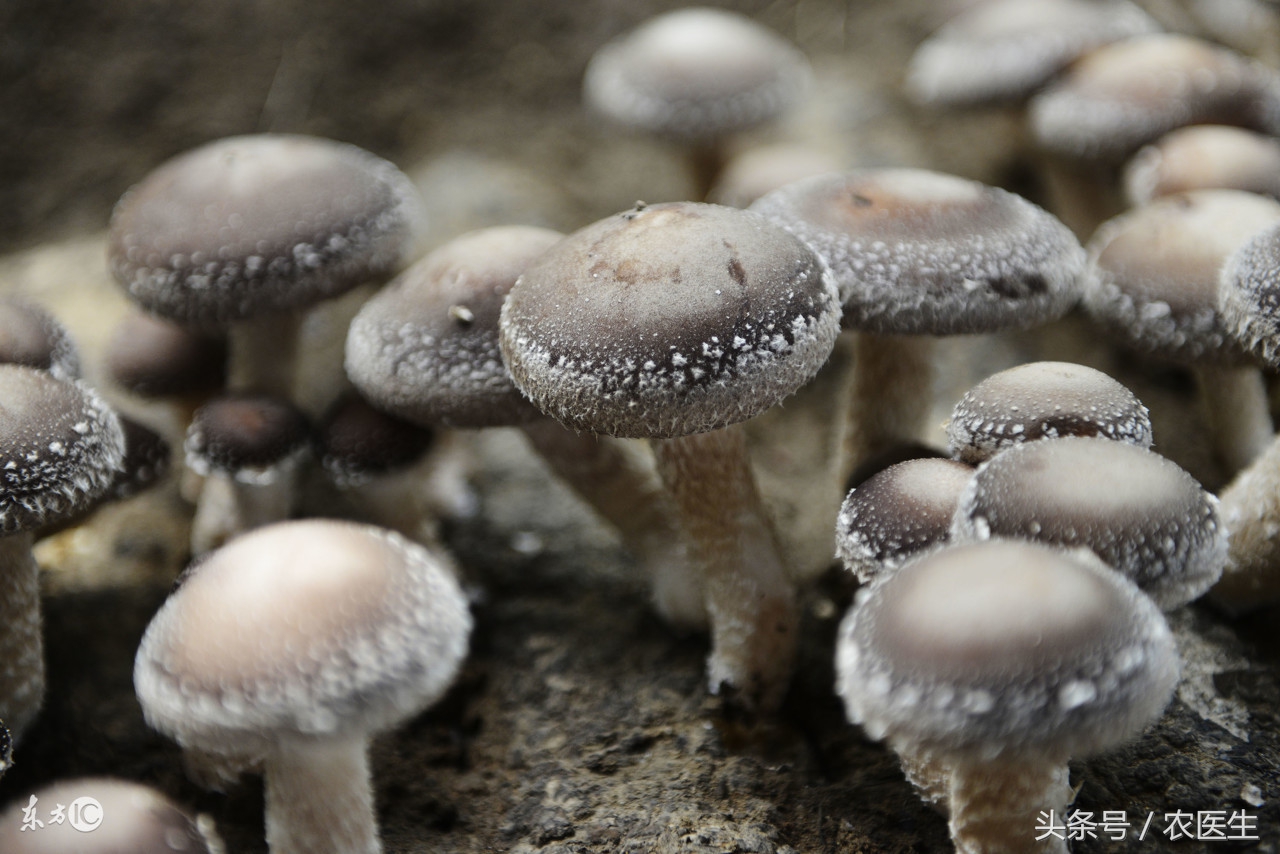 香菇种植有哪些病虫害,香菇的种植技术和病虫害