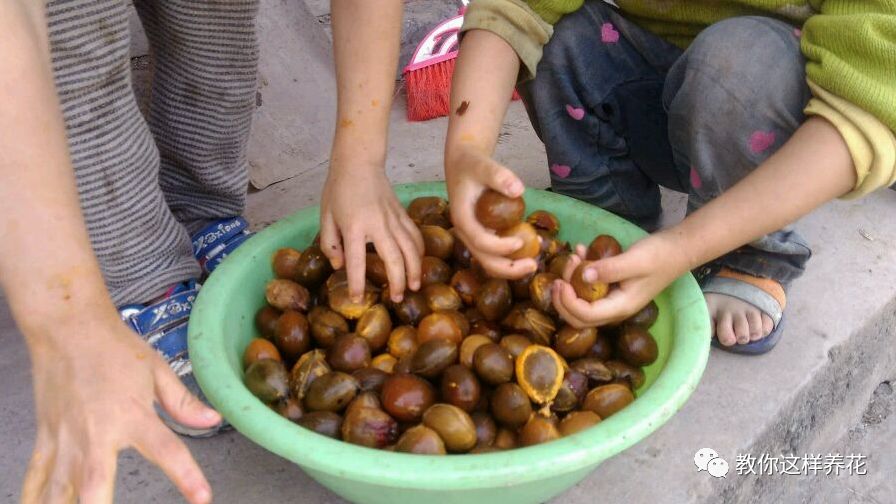 不用种子种的小盆栽简单教程,简单种子盆栽