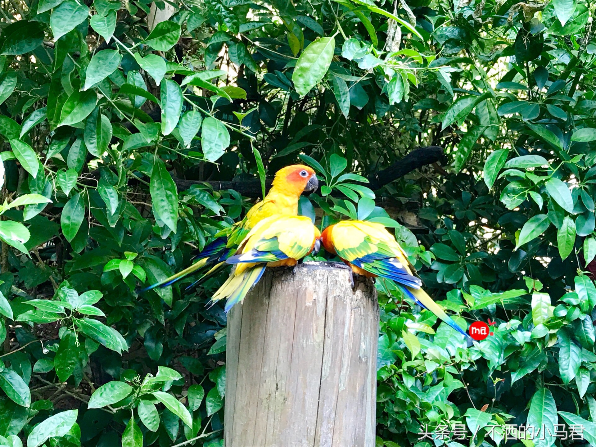 长隆野生动物园3天2晚亲子游,广州长隆野生动物园亲子游攻略