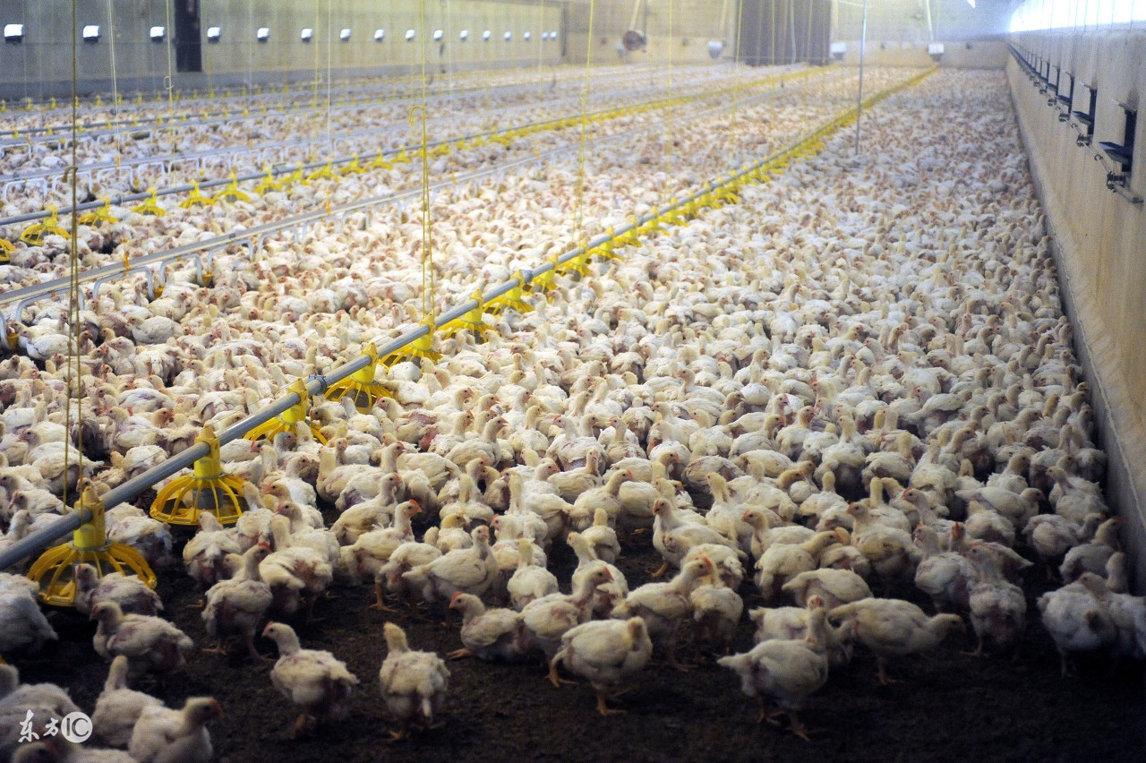 鸡风热感冒吃什么药,鸡风热感冒症状