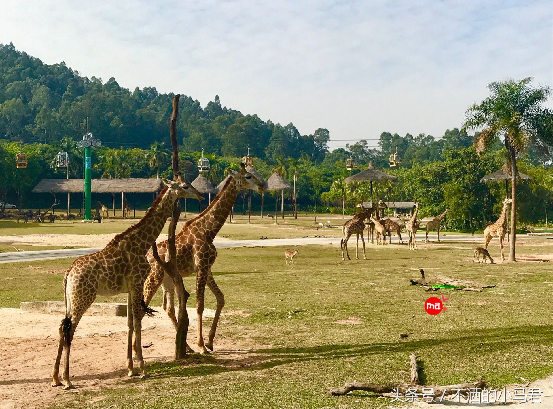 长隆野生动物园3天2晚亲子游,广州长隆野生动物园亲子游攻略