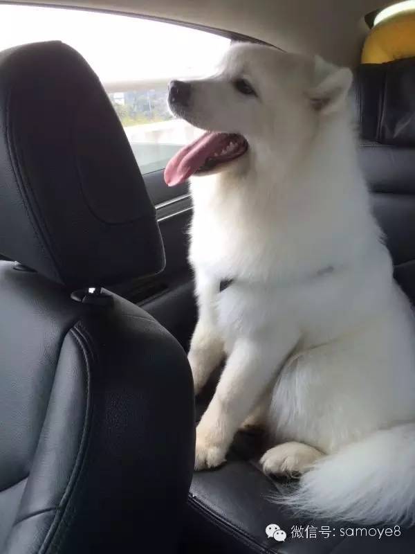 关于萨摩耶可爱的照片,萨摩耶有胎毛吗