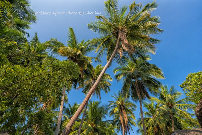 马尔代夫蓝色美人蕉岛,马尔代夫蓝色美人蕉旅游攻略