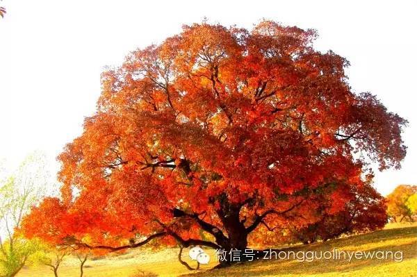 古树名木摄影作品欣赏,美丽中国评选大赛