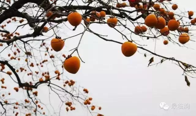 临朐方言潍坊人听不懂,临朐方言总汇