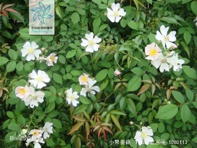 世界首座月季博物馆,月季主题公园月季博物馆