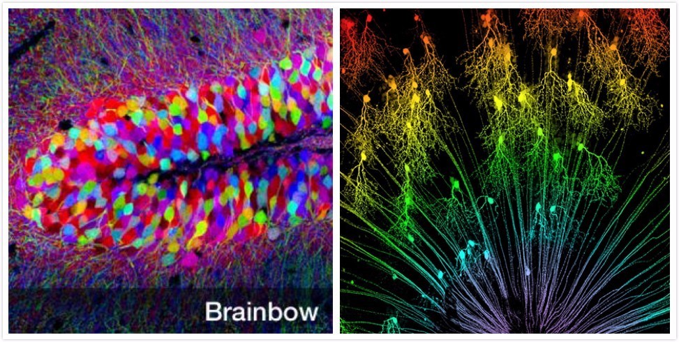 光遗传学技术,光遗传学可以治疗什么样的病