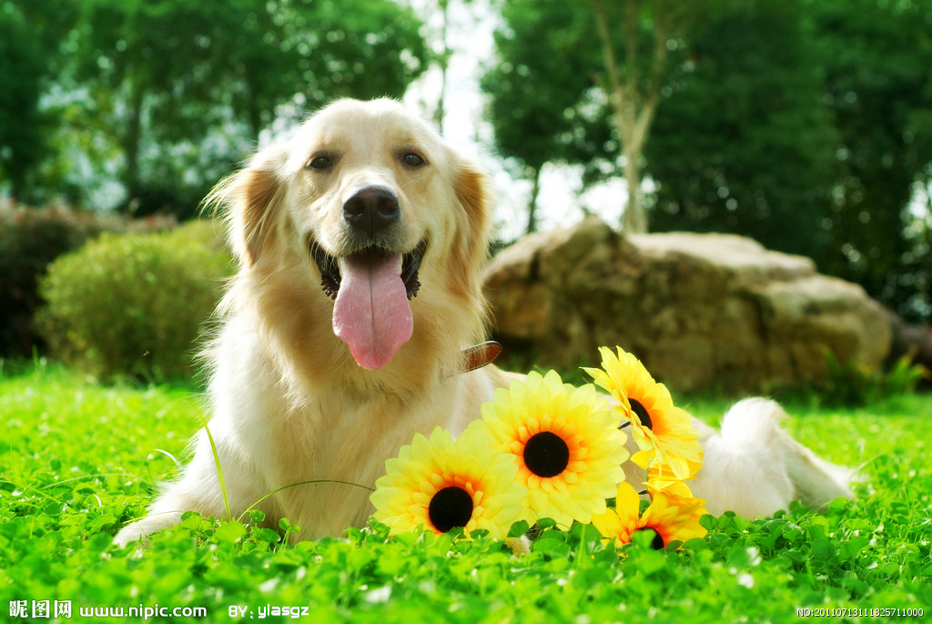 狗狗皮肤病吃什么药可以治疗,狗狗皮肤病治疗的视频