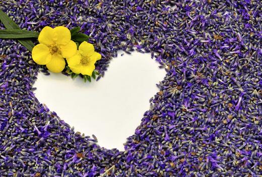 薰衣草什么时候开花最好看,衣草适合在什么季节开花