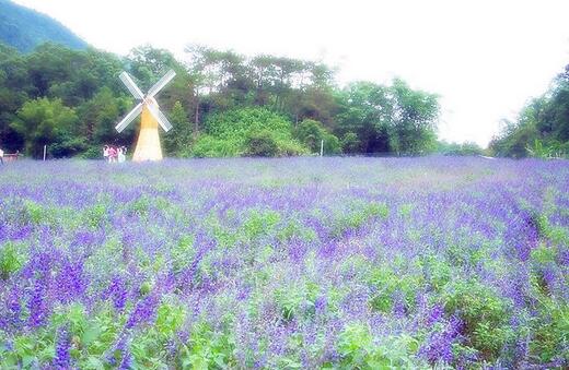 薰衣草什么时候开花什么时候败,山西交城庞泉沟薰衣草几月开花