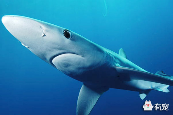 中国传统名贵食材鱼翅,鱼翅到底是啥东西