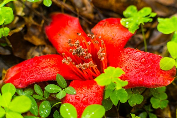 从化温泉之旅,从化文轩苑温泉攻略
