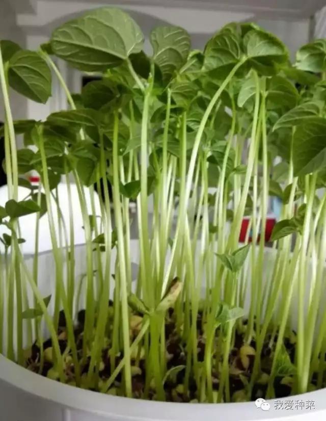 纸上种菜观察记录,纸上种菜