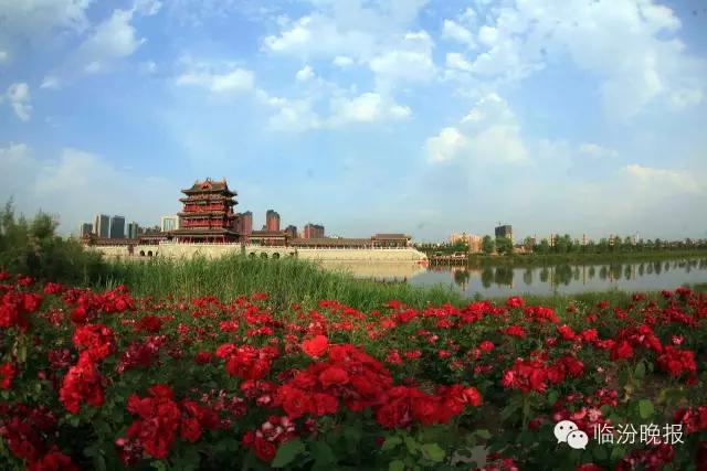 头条|我叫临汾,这是我的最新简历,请多关照!