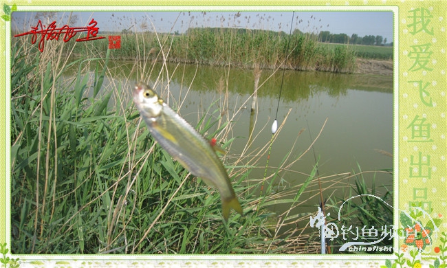 我爱飞鱼初探新钓点